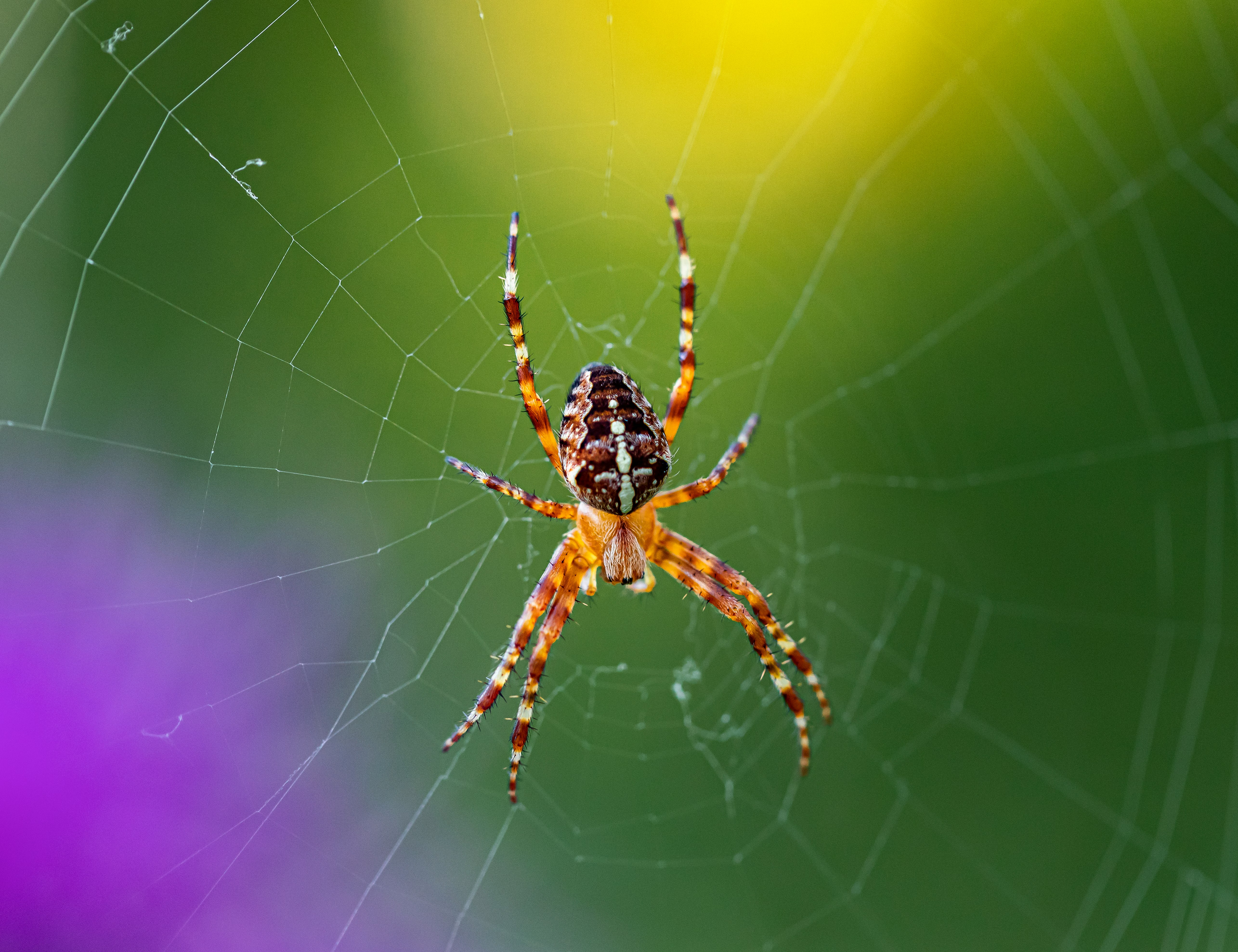 brown spider on web in close up photography